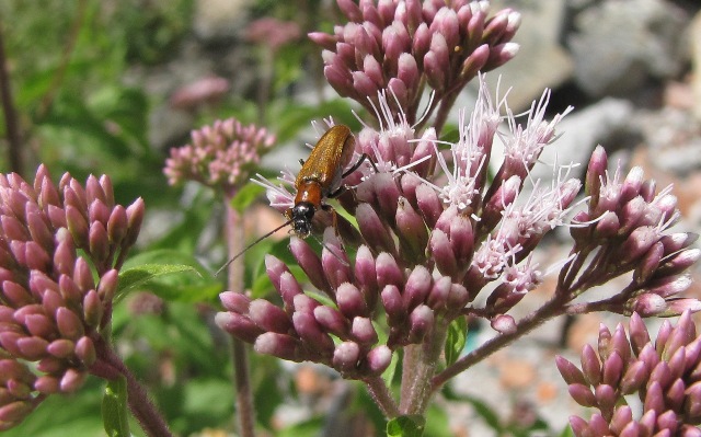 Phymatodes testaceus?